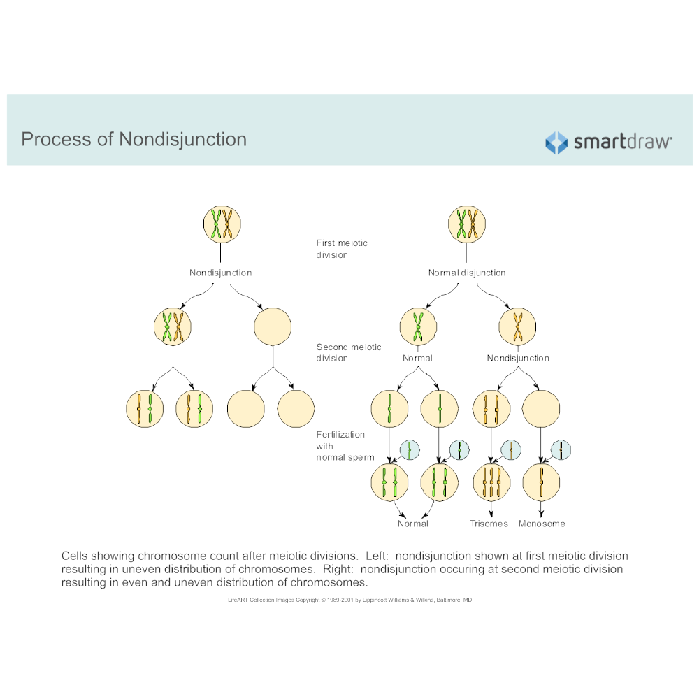 Example Image: Process of Nondisjunction