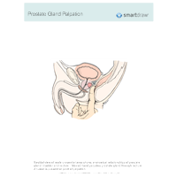 Prostate Gland Palpation