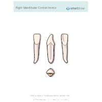 Right Mandibular Central Incisor