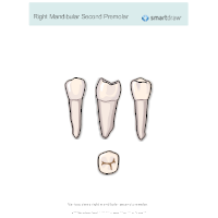 Right Mandibular Second Premolar