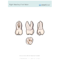 Right Maxillary First Molar