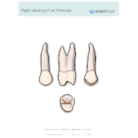Right Maxillary First Premolar