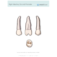 Right Maxillary Second Premolar