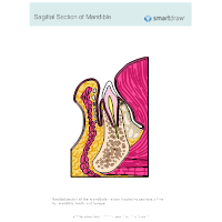 Sagittal Section of Mandible