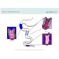 Small Intestines Sections
