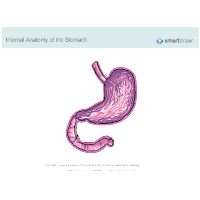 Stomach - Internal Anatomy