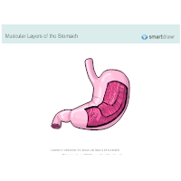 Stomach - Muscular Layers