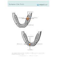 Surfaces of the Tooth