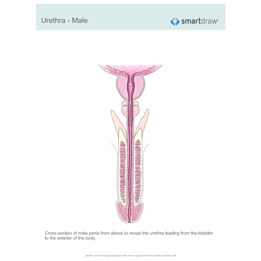 Example Image: Urethra - Male