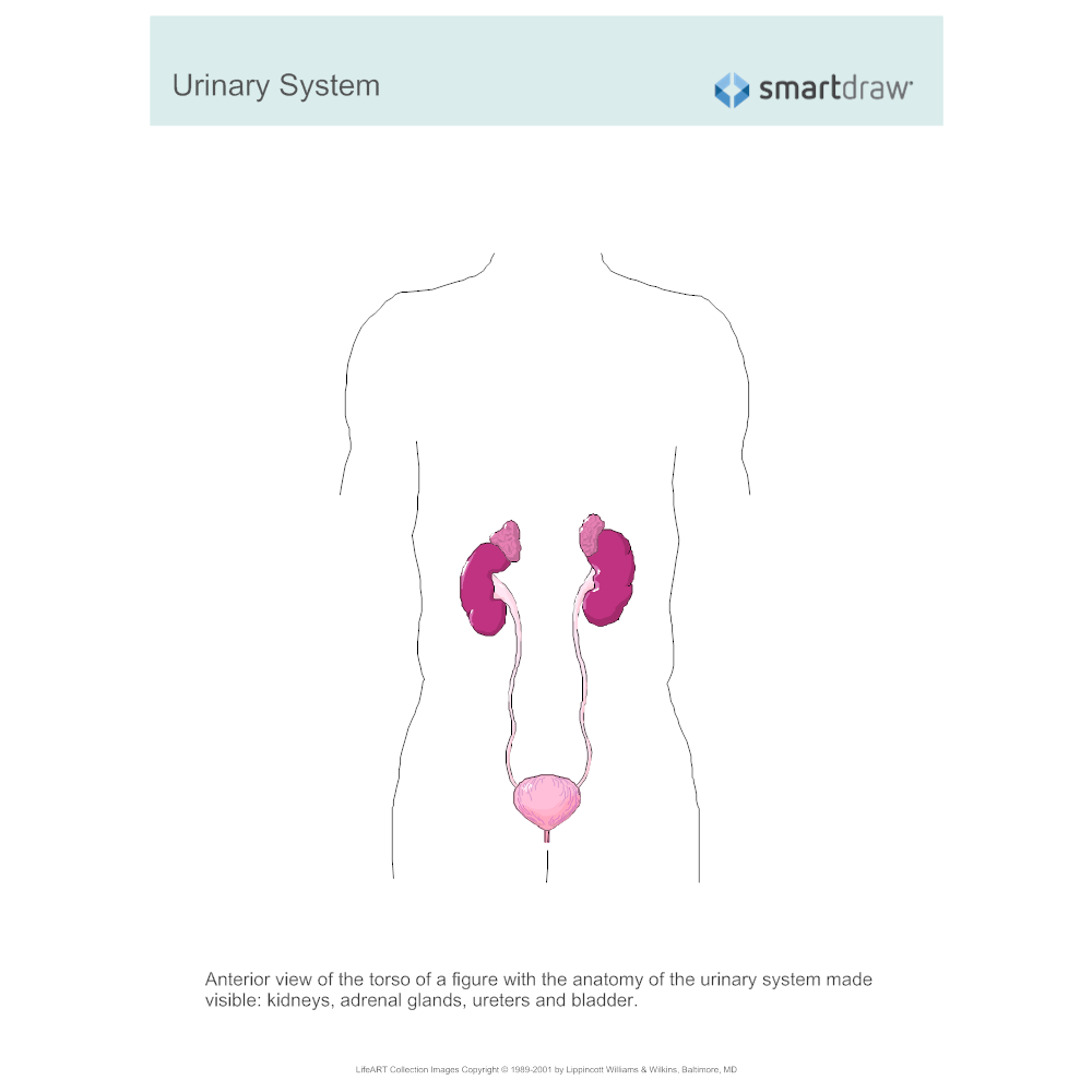 Example Image: Urinary System - 2