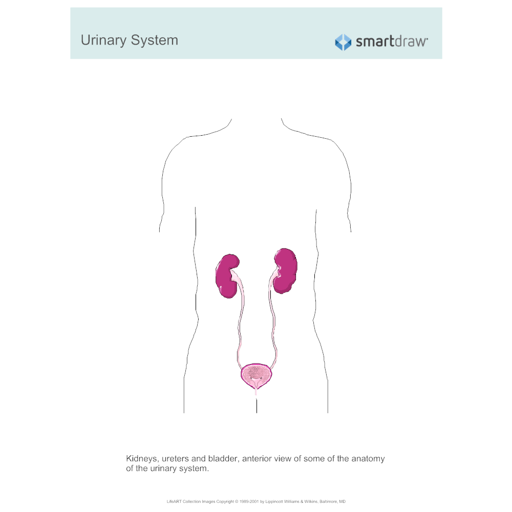 Example Image: Urinary System - 3
