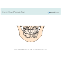 View of Teeth in Skull - Anterior