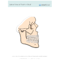 View of Teeth in Skull - Lateral