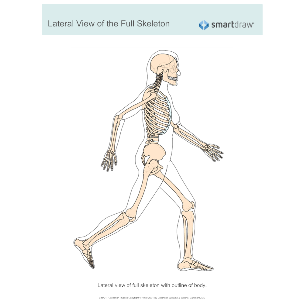 Example Image: View of the Full Skeleton - Lateral