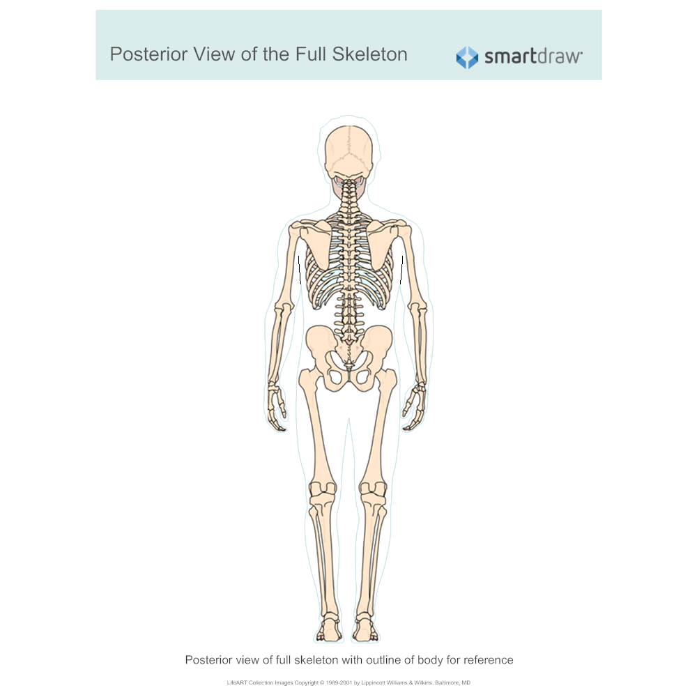 Example Image: View of the Full Skeleton - Posterior