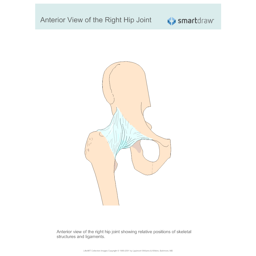 Example Image: View of the Right Hip Joint - Anterior