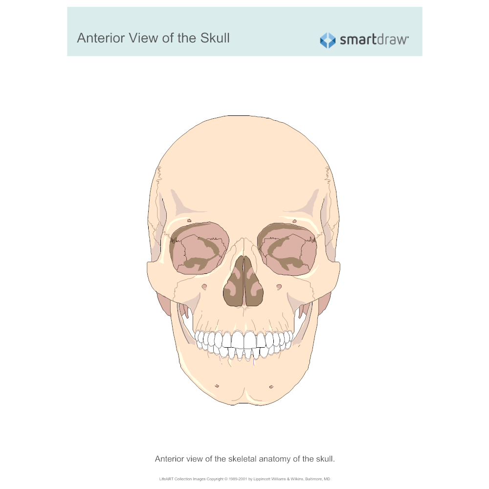 Example Image: View of the Skull - Anterior