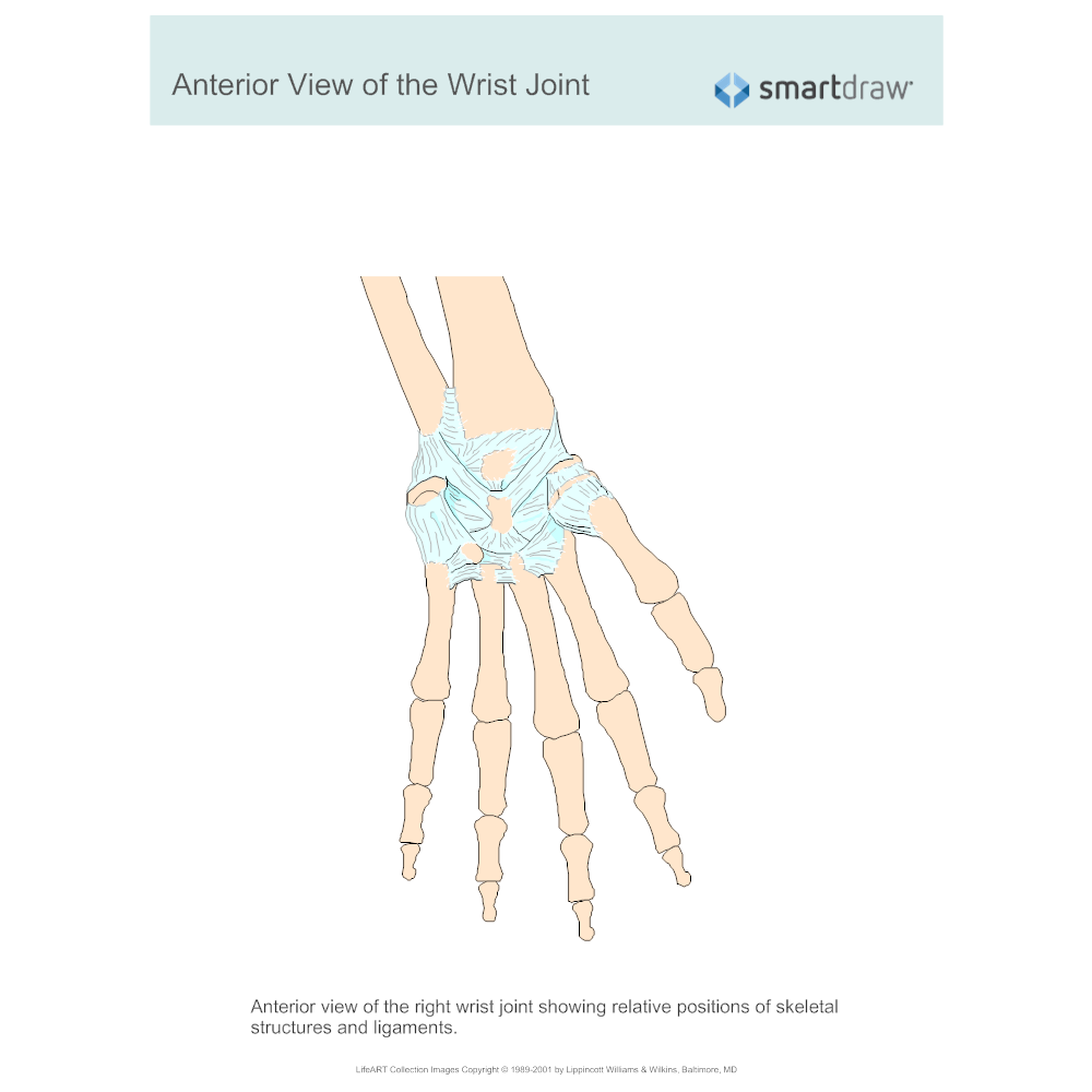 Example Image: View of the Wrist Joint - Anterior
