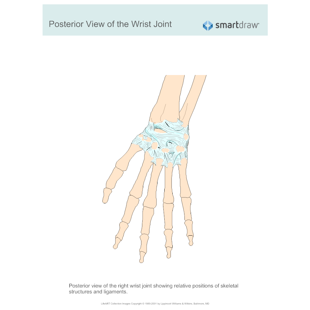 Example Image: View of the Wrist Joint - Posterior