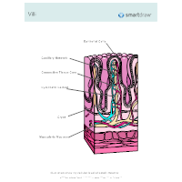 Villi - Small Intestine